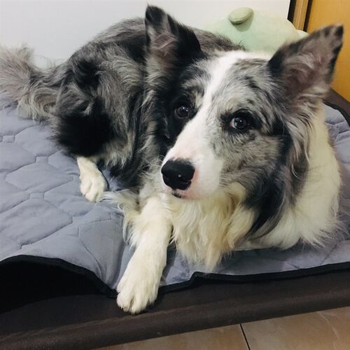 宠物沙发垫狗窝冬季大型犬宠物垫窝毛绒车载狗垫子保暖狗床垫用品
