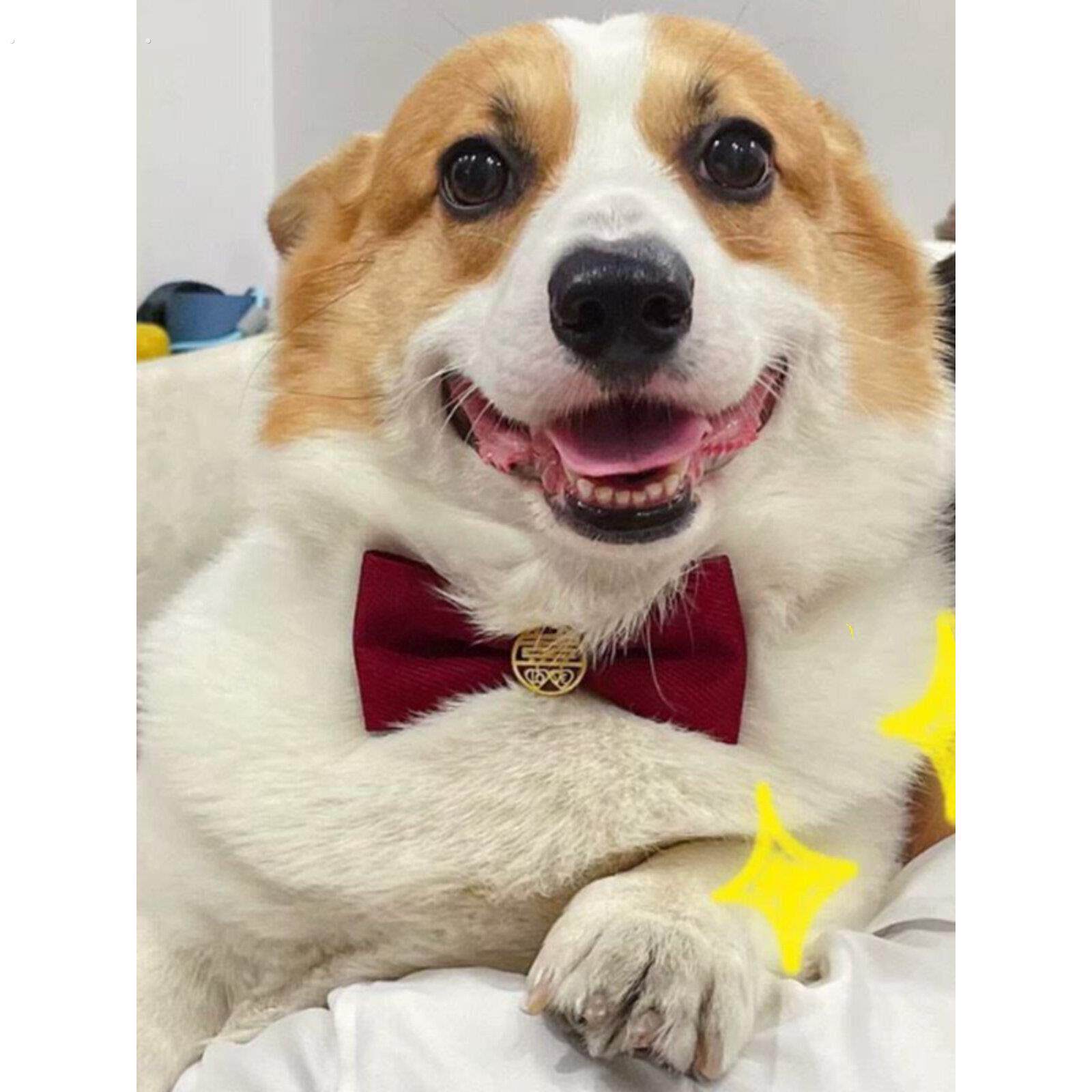 婚礼红色双节日领结宠物配件项圈蝴蝶领结猫婚礼