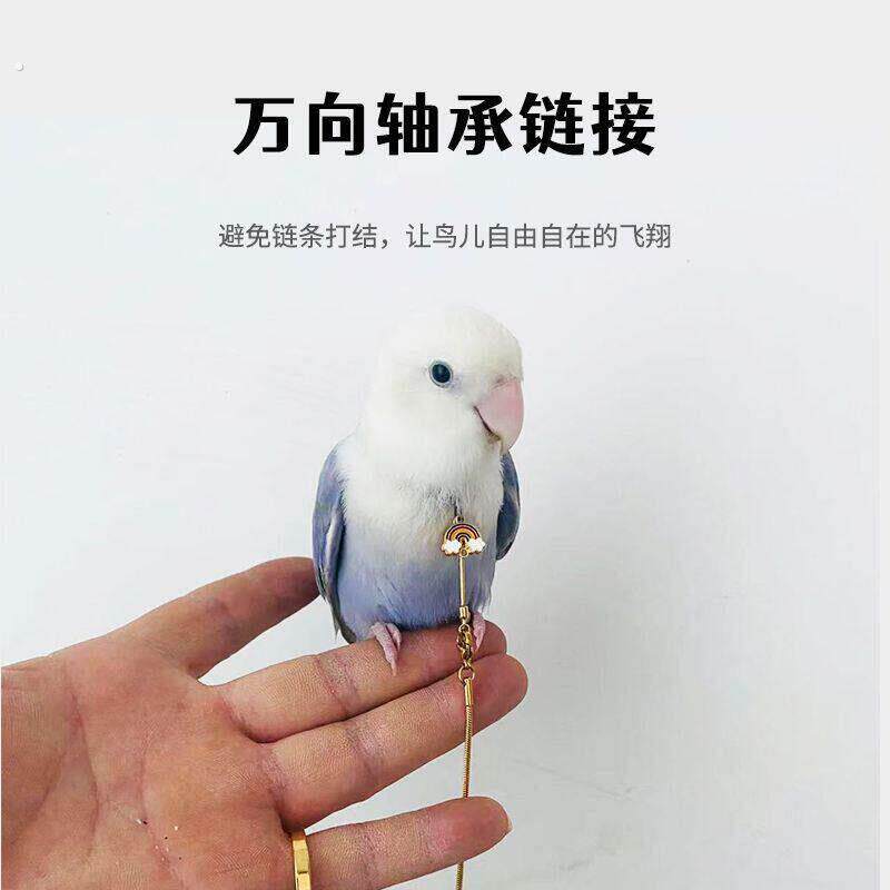 鹦鹉放飞溜鸟绳脖套不锈钢玄凤牡丹虎皮栓鸟链遛鸟训练脖圈带链子