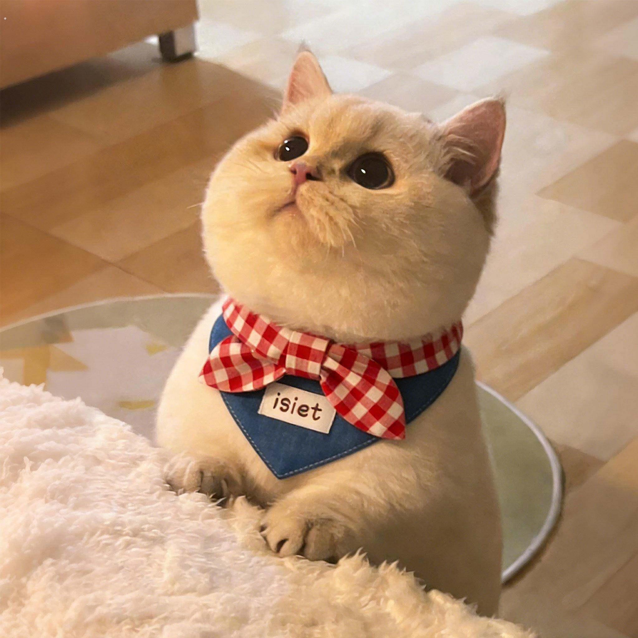 蝴蝶结猫咪围脖小型犬装饰领结三角巾配饰四季通用新款宠物口水巾