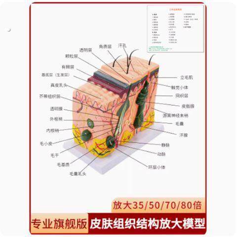 面部皮肤结构模型皮肤层次模型仿真人体皮肤放大解剖模型医学教学