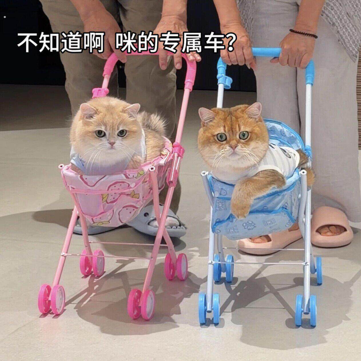 【咪的专属车】宠物手推车外出逛宠物推车