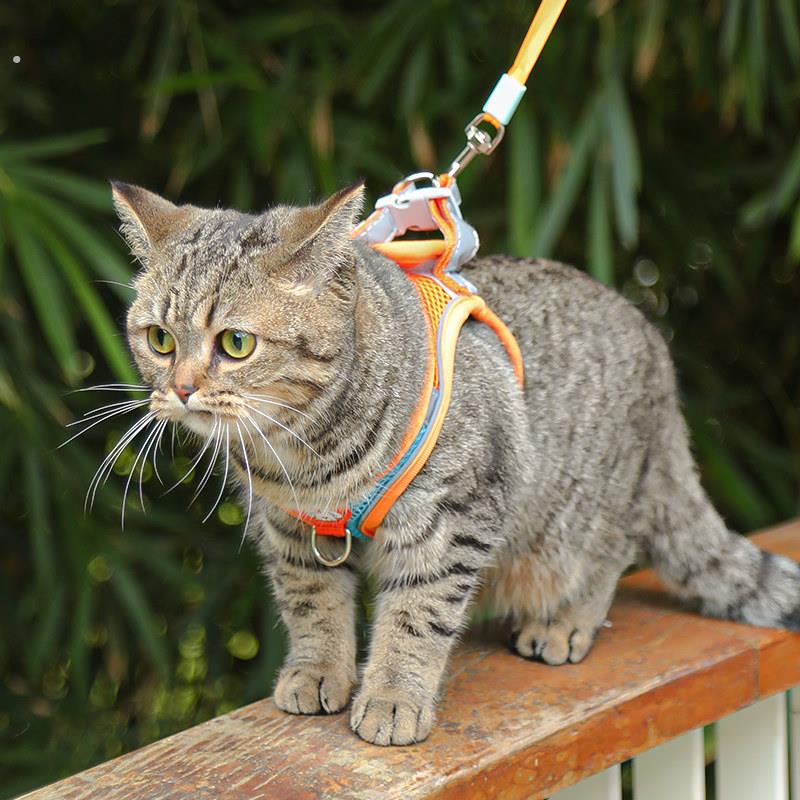 猫咪牵引绳防挣脱专用猫绳小型犬胸背带绳子溜猫绳宠物牵狗绳遛狗