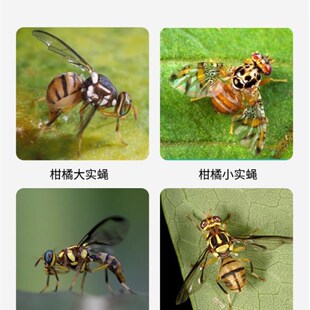 实蝇胶粘板诱针蜂果实蝇粘虫板瓜果实蝇纸贴针蜂诱捕器瓜果园专用