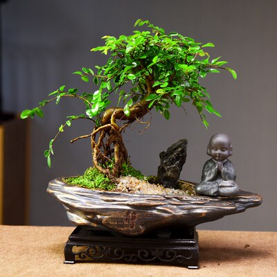 提根小叶榆树盆栽室内绿植中式盆景四季常青好养办公客厅茶室摆件