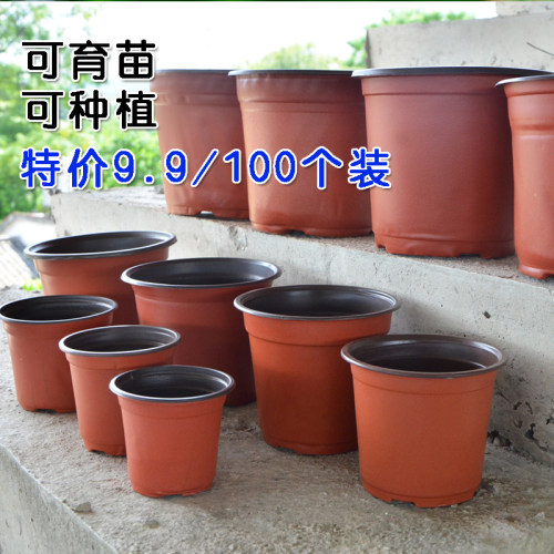 双色育苗盆育苗穴盘种植盆塑料培育花盆苗盘移植盆营养钵多肉扦插
