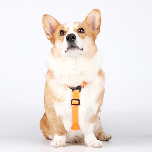 狗狗牵引绳可调节便携宠物背包自背中小型犬柴犬柯基宠物遛狗绳新