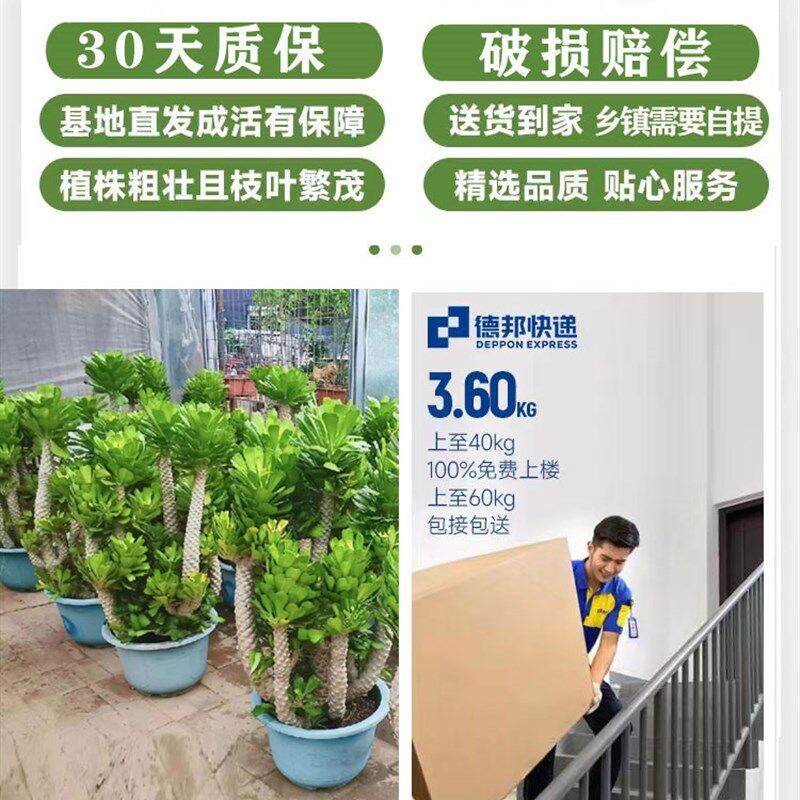 麒麟扇贝多肉植物仙人掌沙漠绿植客厅阳台庭院盆栽耐旱好养活花卉