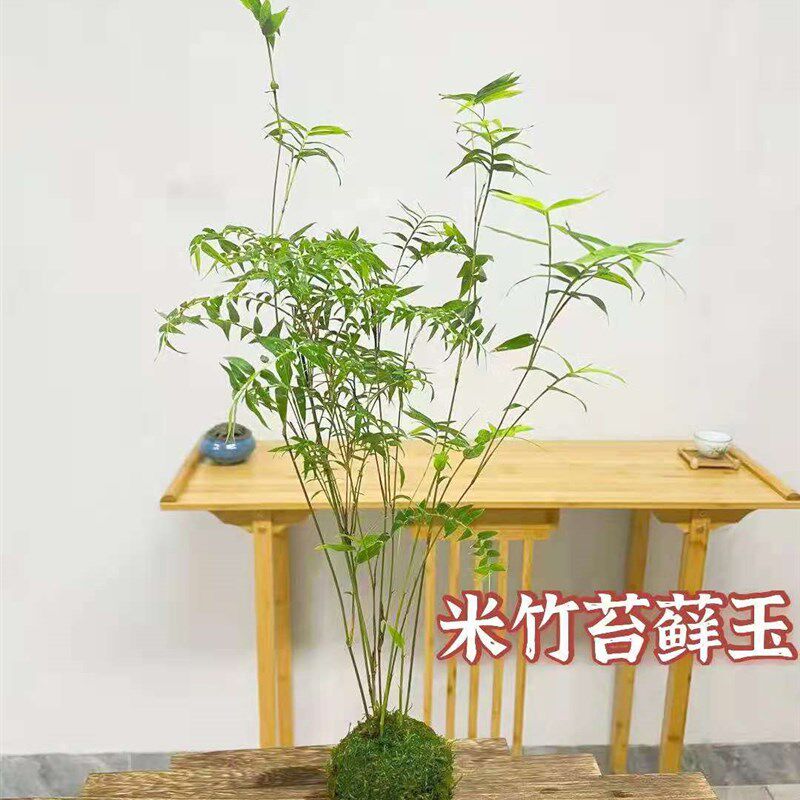 米竹小竹子苗微植物茶台室内办公窗台盆栽盆景素材书房客厅金明竹