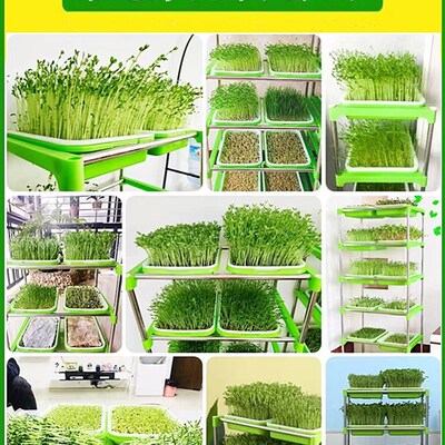 育苗盘芽苗菜豆芽种植盘加密豆苗盘无土栽培水培发芽盆架阳台神器