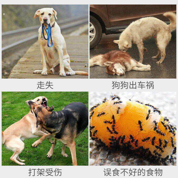 狗狗用牵引绳自动可伸缩遛狗绳子防挣脱中型小犬泰迪柯基宠物用品