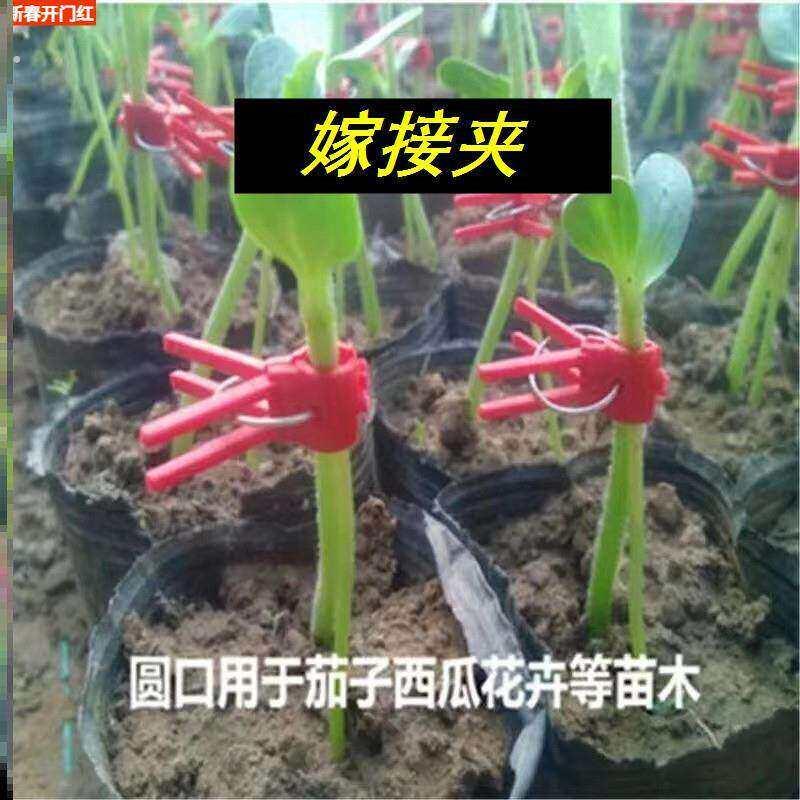 嫁接夹子叶仙嫁接蟹爪兰专用西瓜甜瓜茄子番茄瓜苗蔬菜通用芽接夹