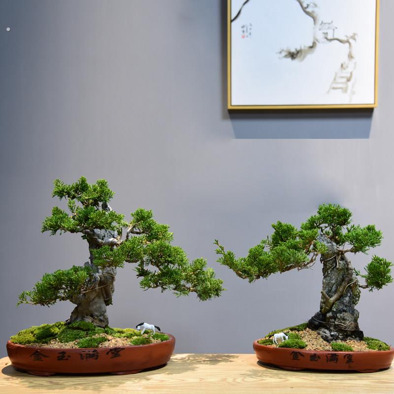 真松柏附石悬崖式盆景造景盆栽植物室内客厅四季常青桌面绿植摆件