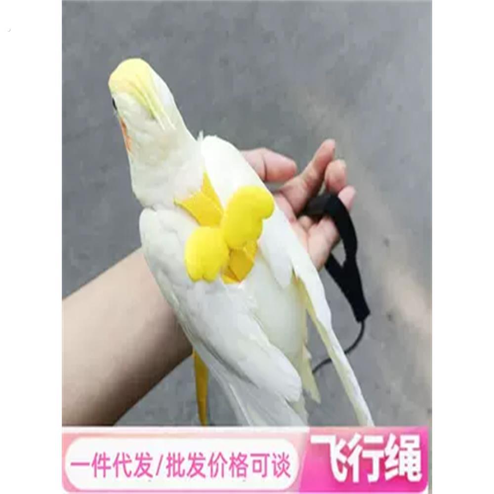 鹦鹉放飞绳子背带式遛鸟绳虎皮玄凤小太阳不伤脚超轻牵引绳防走失