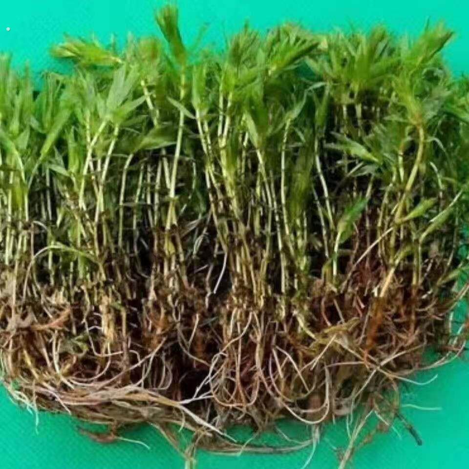 轮叶黑藻芽孢灯笼泡节节草籽小龙虾螃蟹养殖高温水草净化水质