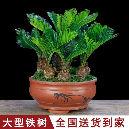多头铁树盆景大型植物室内办公室绿植客厅桌面盆栽苏铁四季常青