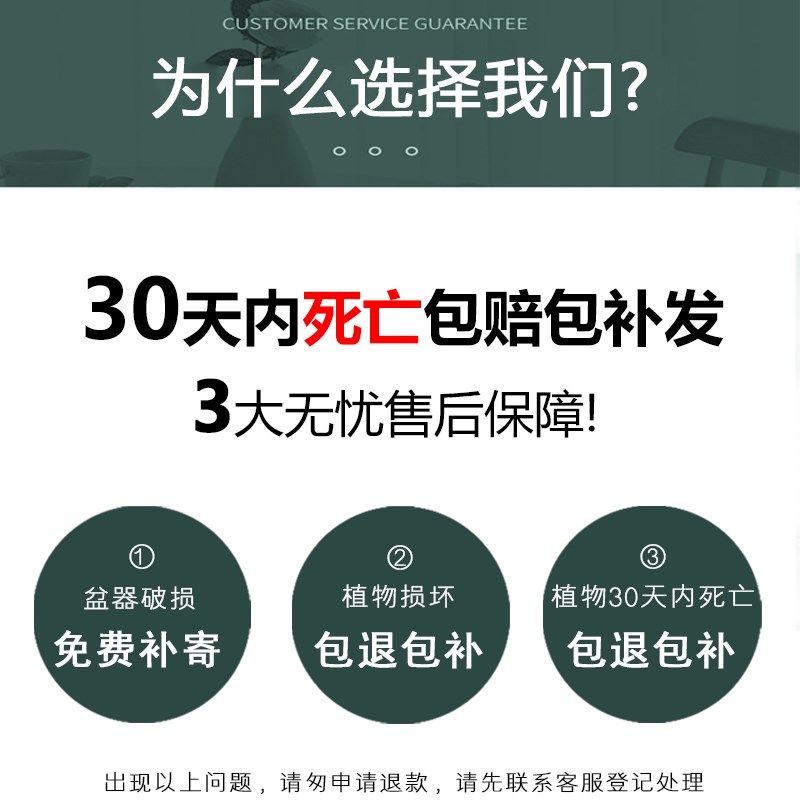 芦荟盆栽美容可食用室内净化空气清新植物办公室桌面好养易活绿植