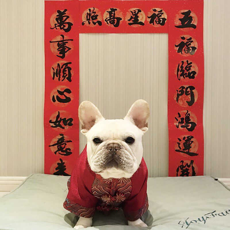 秋冬新年款加厚年服法斗巴哥犬胖狗唐装结婚喜庆过年拜年衣服棉衣