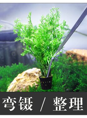 不锈钢水草镊子加长直镊弯镊鱼缸造景喂龟喂食水族箱种草剪刀套餐