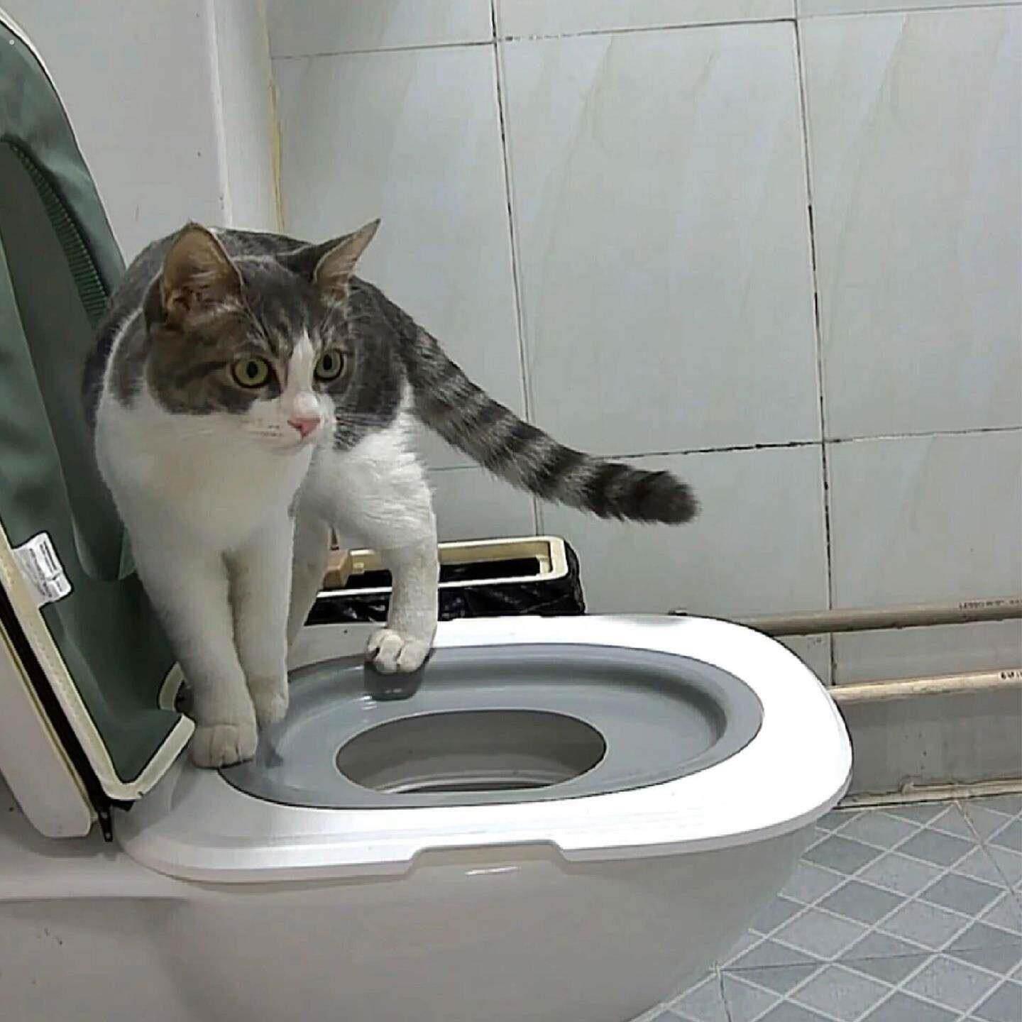 猫砂盆猫咪马桶训练器防外溅防带砂防臭猫厕所超大号猫屎盆宠物