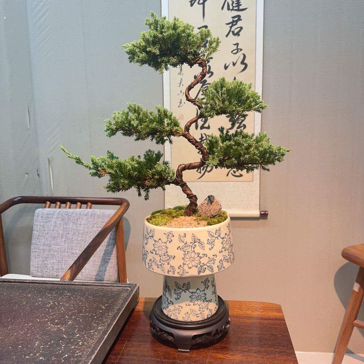 室内客厅桌面摆件中式高档盆景办公室好养绿植