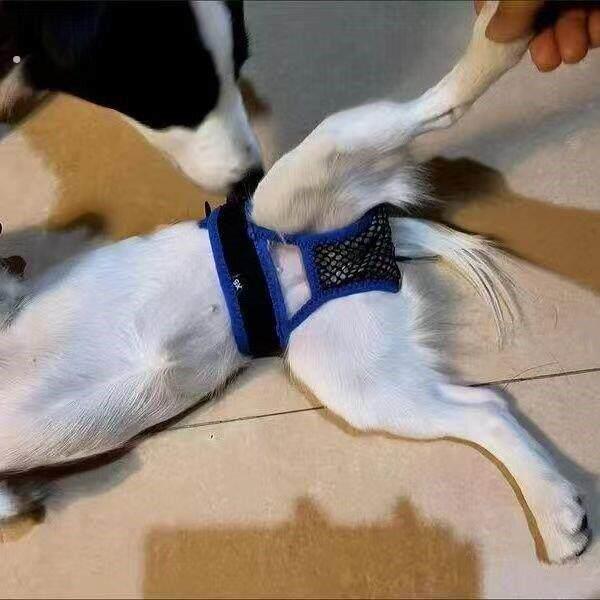 雌性狗反交配神器狗发情裤反交配裤避孕裤狗月经裤可画裤