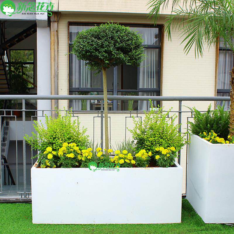 大型绿植隔断造景组合室内盆栽户外花箱植物庭院绿化