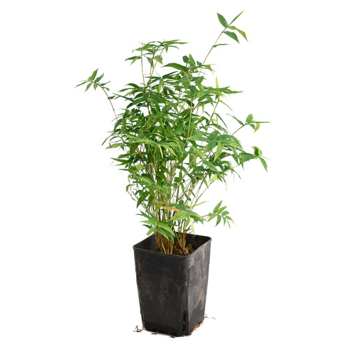 黄缘乌龟专用缸造景草真植物半水龟爬宠饲养箱生态环境绿植套餐