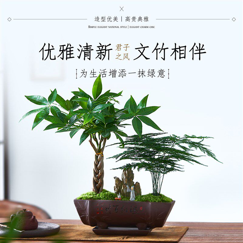 文竹盆栽发财树富贵竹绿植盆景办公室内客厅招财桌面植物四季好养