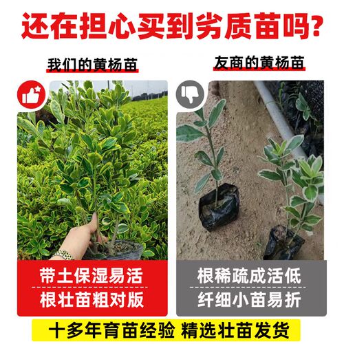金边黄杨树苗冬青树苗四季常青小叶黄杨庭院篱笆墙绿植绿化植物