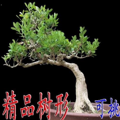 矮霸黄杨盆景树桩名贵造型小叶黄杨好养皱皮老盆栽黄杨庭院造型树