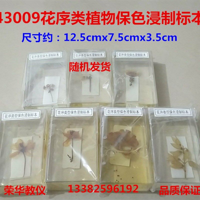 花序类植物保色浸制标本43009生物实验器材教学生物标本多省包邮