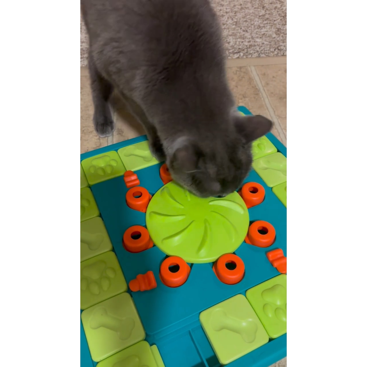 亚马逊狗狗猫咪益智玩具喂食器训练碗慢食狗碗宠物用品防噎宠物碗