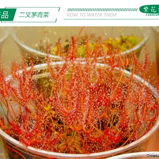 二叉叉叶茅膏菜黏虫子食虫草捕蝇草植物盆栽食人花绿植毛毡苔叉叶