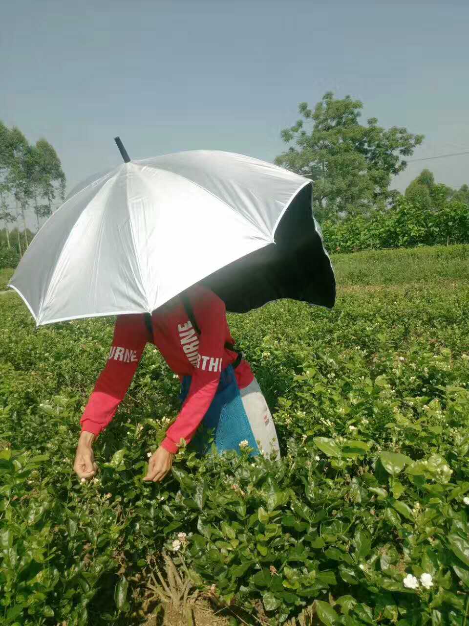 可背式遮阳伞采茶伞黑胶防晒伞茶农免持采茶摘茶叶专用雨伞正羽帽