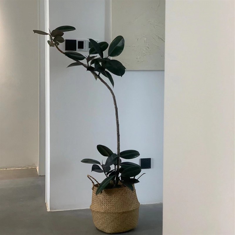 黑金刚橡皮树 耐晒好养吸甲醛独特造型观叶大型植物客厅 重庆发货