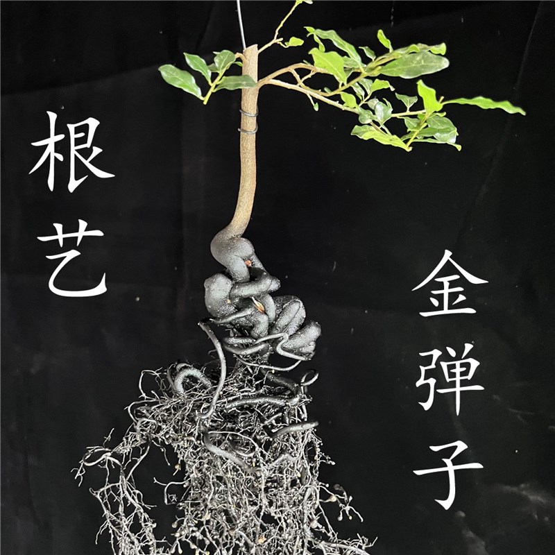 弯根艺金弹子小悬崖精品树材一物一拍禅意掌中宝微型悬崖提根坨坨