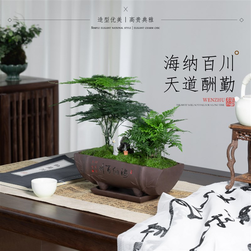 文竹盆栽发财树富贵竹绿植盆景办公室内客厅招财桌面植物四季好养