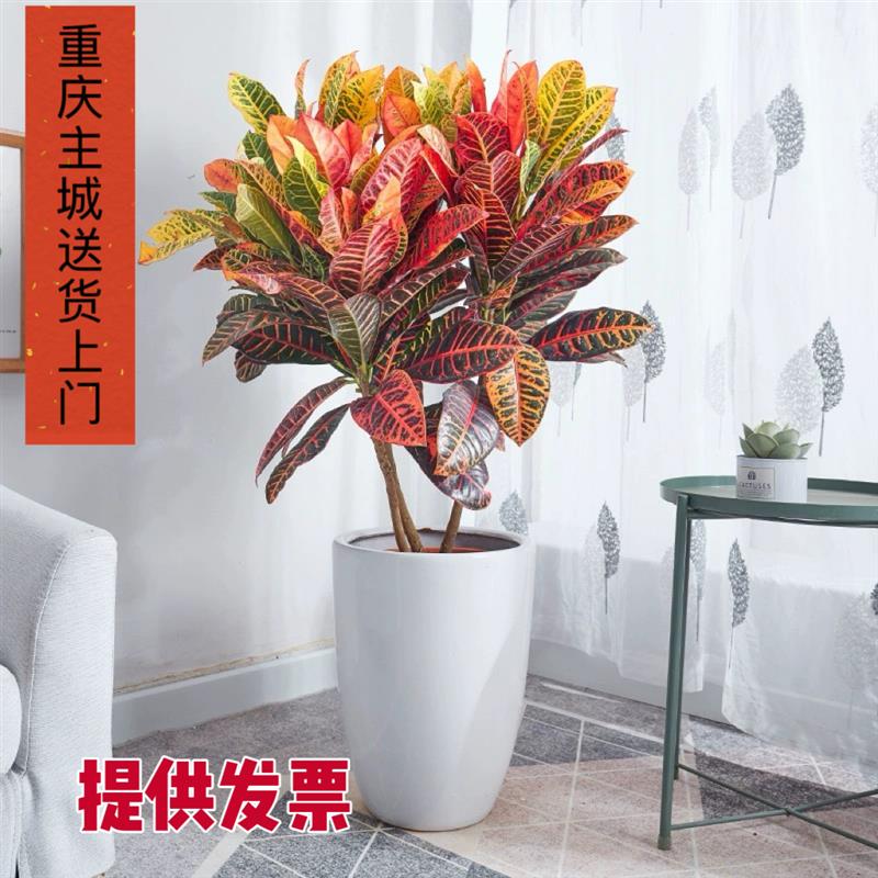 变叶木盆栽 变色木彩叶盆景走廊阳台观赏常用室外造景绿植物花卉