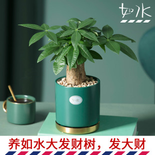 如水盆栽容易养 发财树招财树 客厅植物室内办公桌桌面小绿植水培