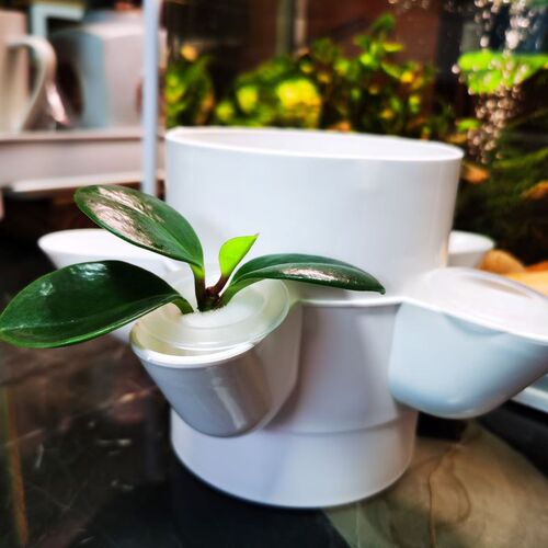 无土栽设备管道种植篮定植篮水耕水培杯加深蔬菜植物种植杯固根器