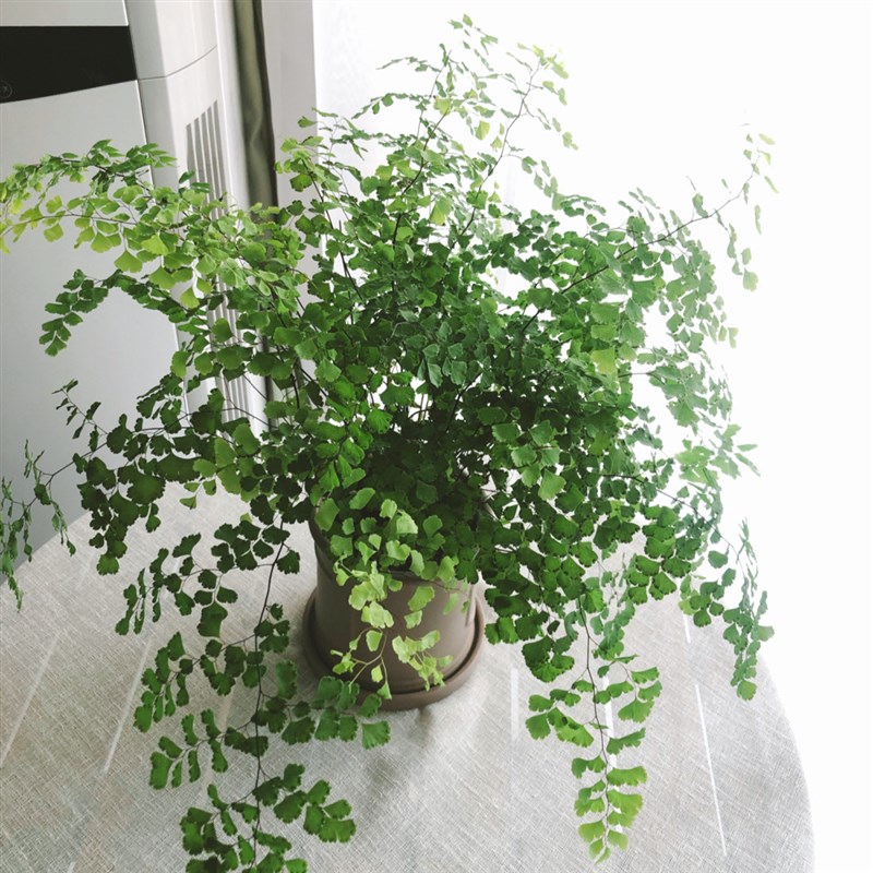 铁线蕨 美人粉 小清醒网红高颜值植物吊钟吸甲醛耐阴
