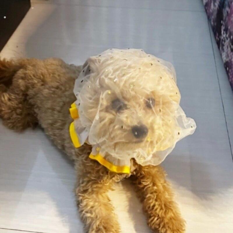 狗狗防乱吃网纱面罩舒适透气中小型犬专用嘴套防误食咬人防舔网套