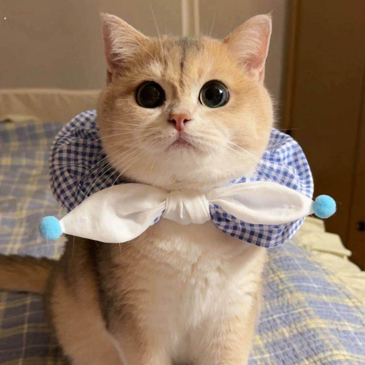 宠物围脖口水巾可爱猫咪围兜创意洋派狗狗披肩中小型犬弹力可调节