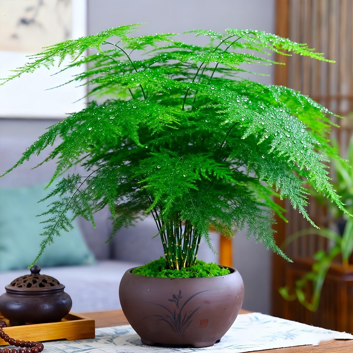 文竹盆栽室内四季老桩文竹室内水培文竹小盆景好养活室内桌面绿植图片