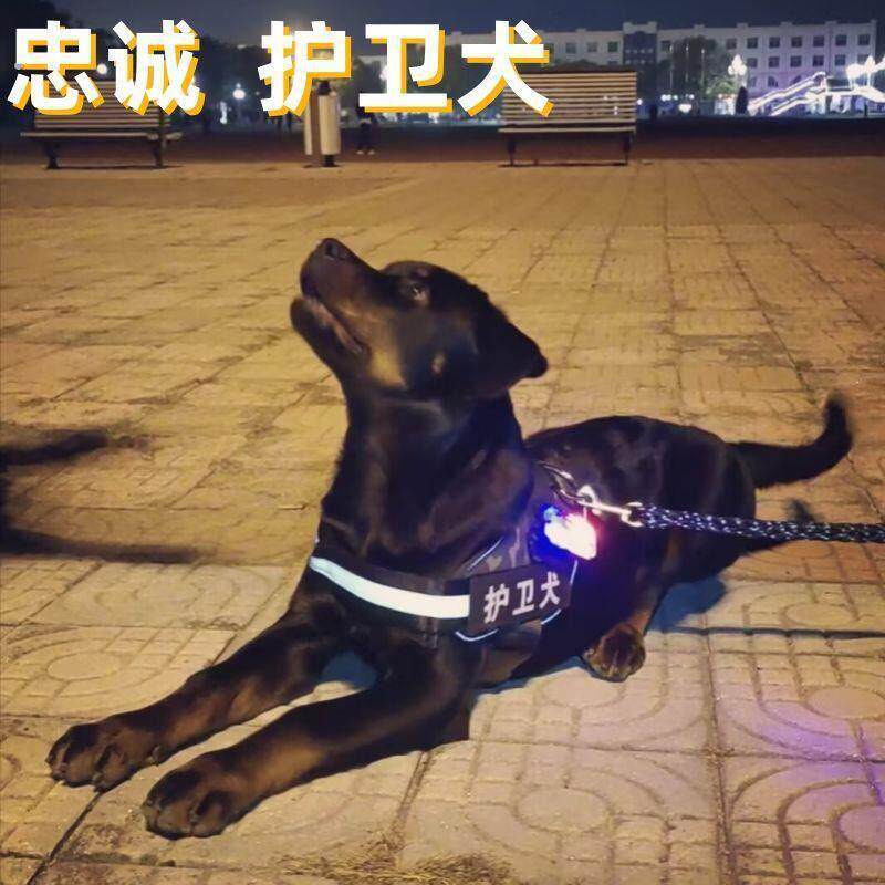 遛狗灯狗衣服牵引绳中大型犬反光背带外出背心马甲可调节发光通用