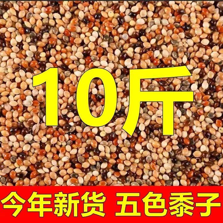10斤五色黍子虎皮牡丹玄凤鹦鹉鸟食带壳黄谷子文鸟饲料小鸟粮食