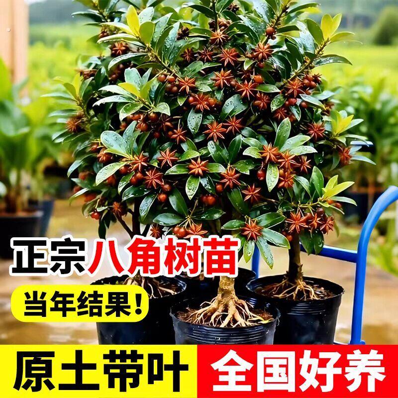 八角树苗广西正宗大红罗马嫁接北方耐寒庭院地栽盆栽种植带土带叶