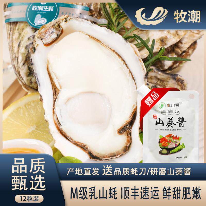 正宗山东乳山生蚝刺身级带壳鲜活牡蛎新鲜水产包活特大海蛎子12祇