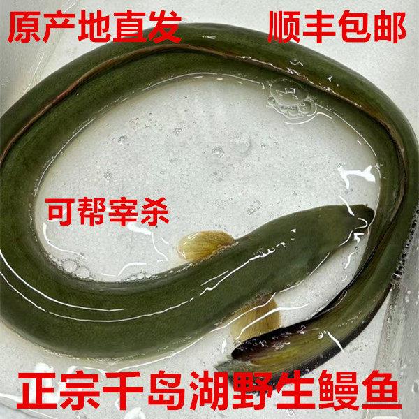 正宗千岛湖野外鳗鱼河鳗溪水新鲜鳗鱼整条鲜活到家或宰杀顺丰包邮
